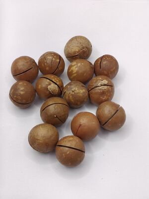 Kacang Macadamia Premium dengan Retakan yang Sudah Dibuka agar Mudah Dikupas - Kacang Panggang Krim dan Mentega