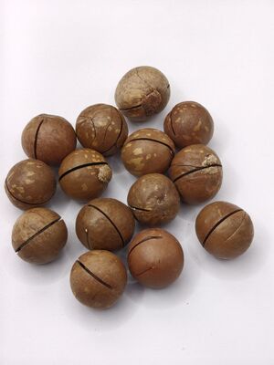Kacang Macadamia Premium dengan Retakan yang Sudah Dibuka agar Mudah Dikupas - Kacang Panggang Krim dan Mentega